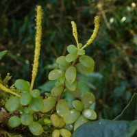 Peperomia tetraphylla (G.Forst.) Hook. & Arn.
